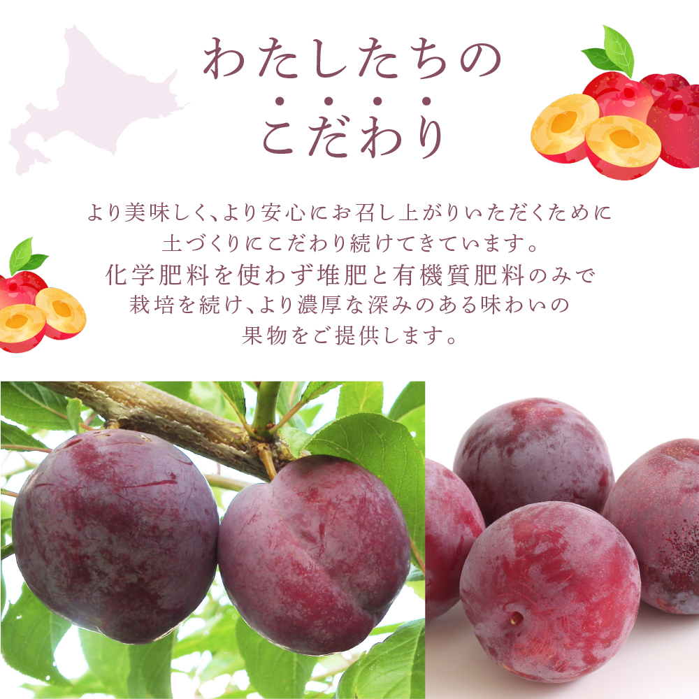 【先行受付】 プラム 紅香のしずく 1kg 北海道 芦別市 大橋さくらんぼ園