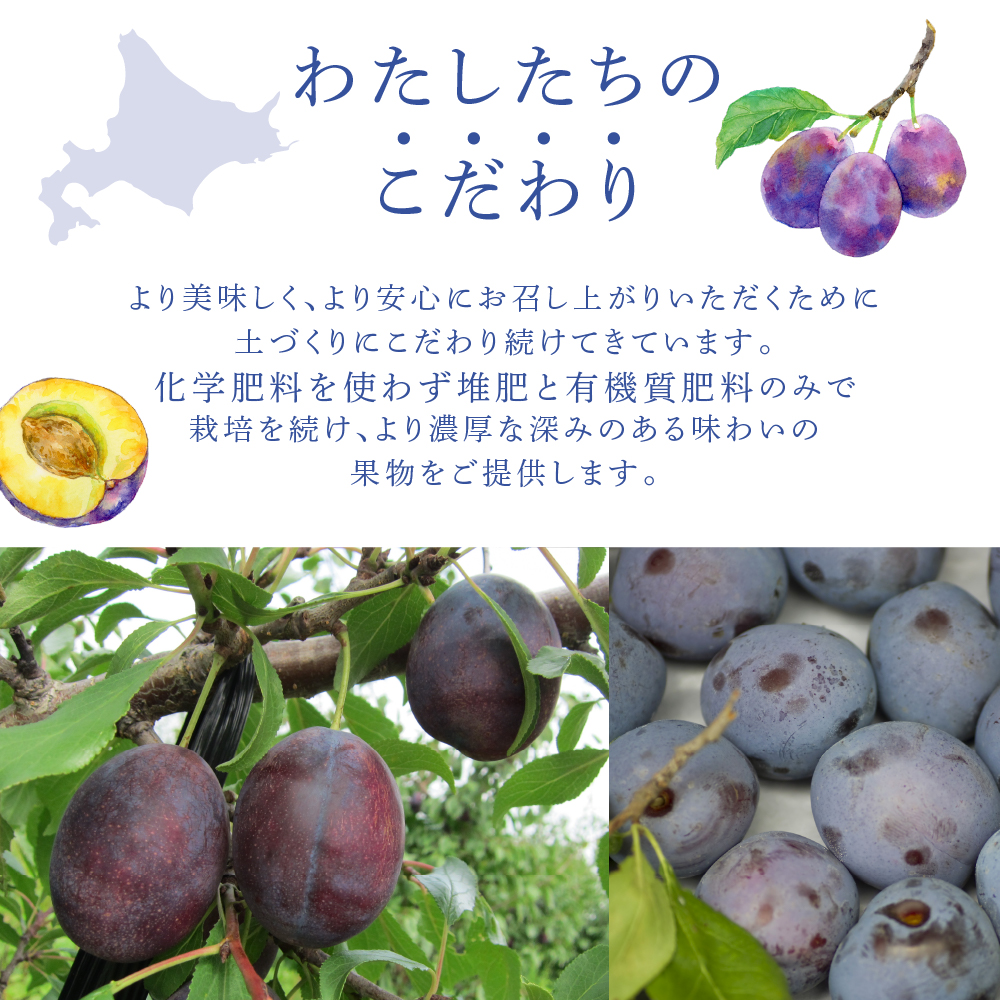 【先行受付】 プルーン ベイラー 1kg 北海道 芦別市 大橋さくらんぼ園