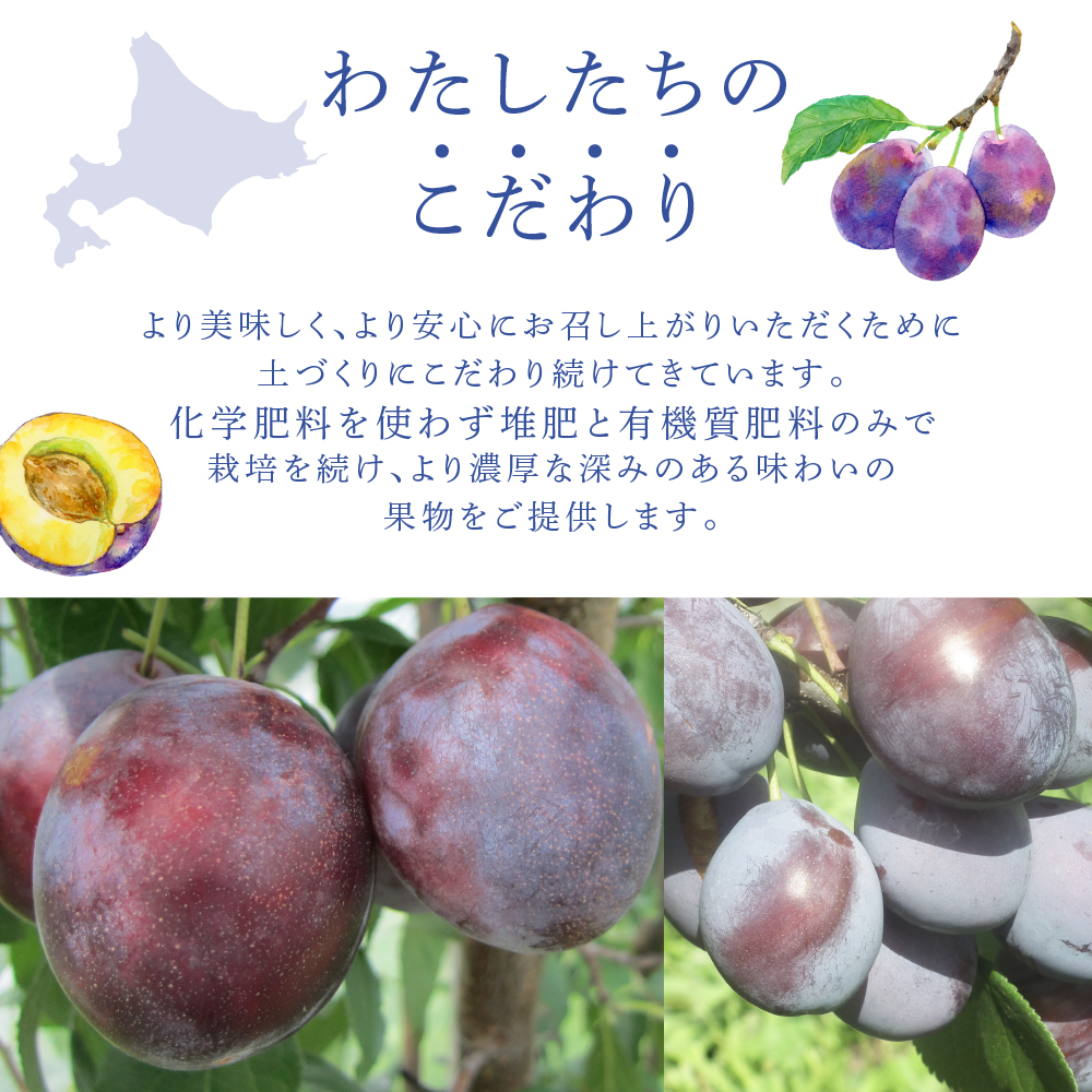 【先行受付】 プルーン ジョーク 1kg 北海道 芦別市 大橋さくらんぼ園