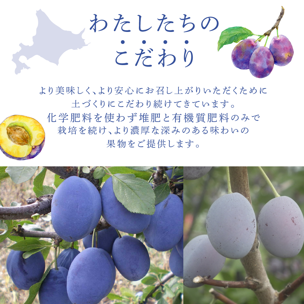 【先行受付】 プルーン サンプルーン 1kg 北海道 芦別市 大橋さくらんぼ園
