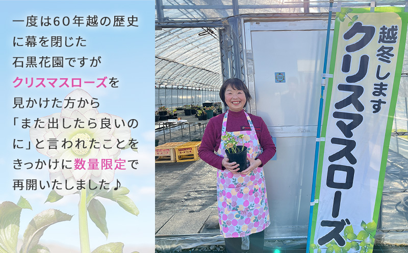【数量限定】北海道芦別市 石黒花園 クリスマスローズ ダブル 大株 色・形おまかせ