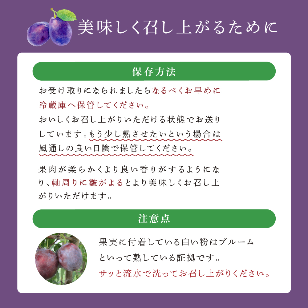 【先行受付】 プルーン ジョーク 1kg 北海道 芦別市 大橋さくらんぼ園