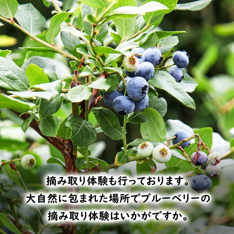 【2025年夏配送】生 ブルーベリー 計1.6kg(400g×4パック) 池田農園 北海道 小分け 新鮮 フルーツ 果物 旬 旬のフルーツ 旬の果物 お取り寄せ 産地直送 朝ごはん デザート おやつ ヨーグルト 冷蔵 芦別市