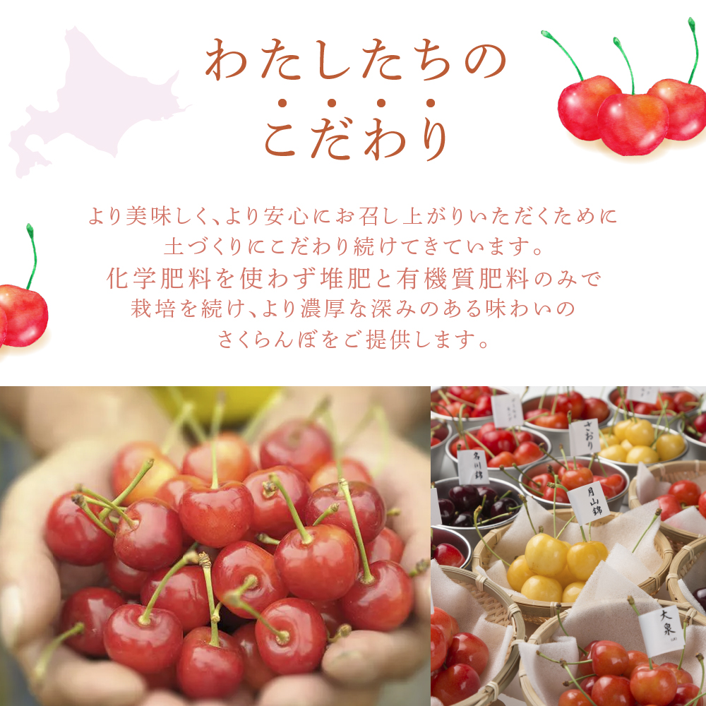 【先行受付】厳選さくらんぼスペシャル2色Ａ 48粒（赤・黄）南陽・月山錦