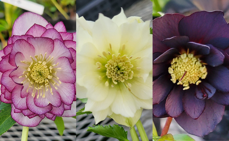 【数量限定】北海道芦別市 石黒花園 クリスマスローズ ダブル 大株 色・形おまかせ