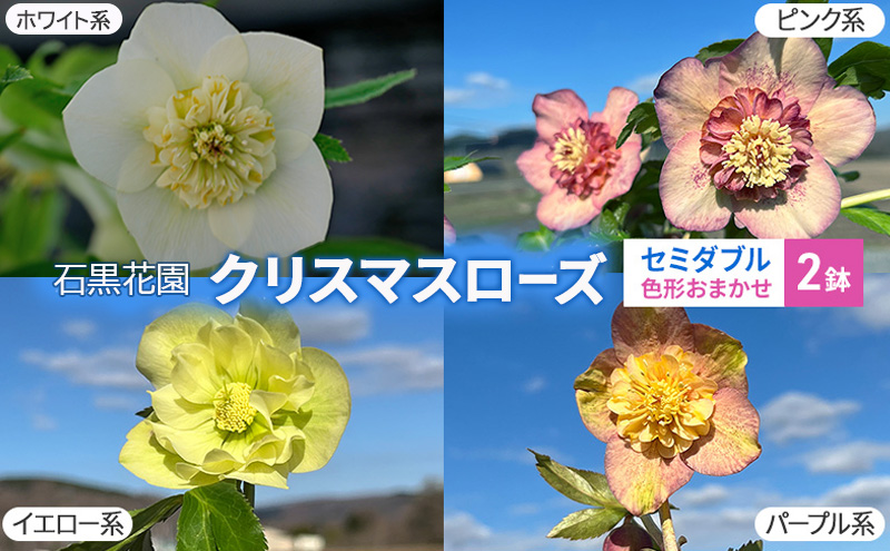 【数量限定】北海道芦別市 石黒花園 クリスマスローズ セミダブル 2鉢 色・形おまかせ
