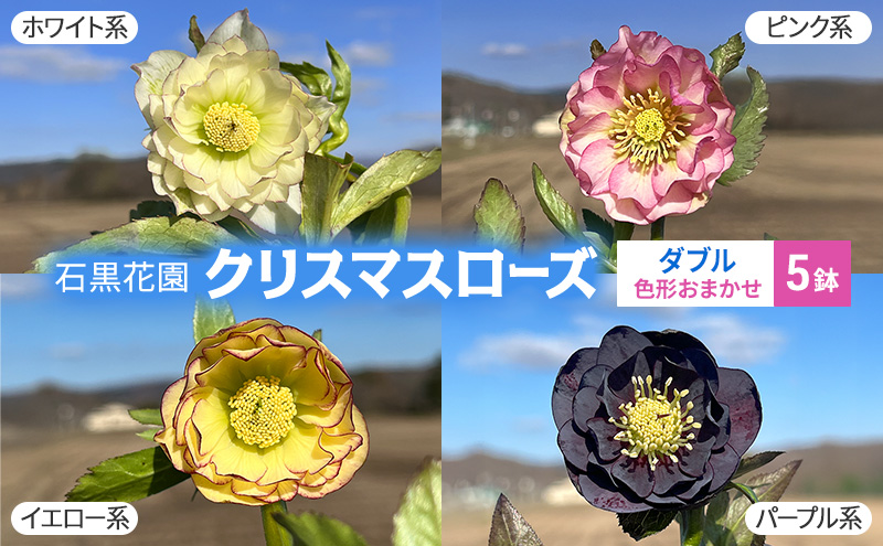 【数量限定】北海道芦別市 石黒花園 クリスマスローズ ダブル 5鉢 色・形おまかせ