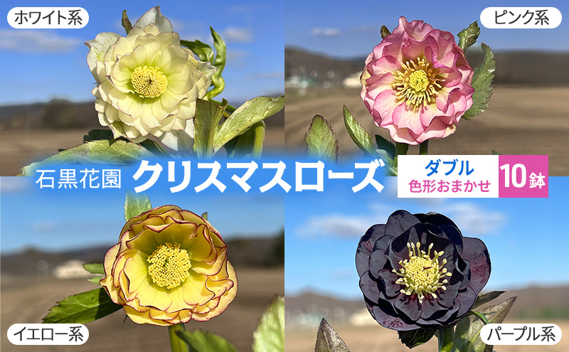 【数量限定】北海道芦別市 石黒花園 クリスマスローズ ダブル 10鉢 色・形おまかせ