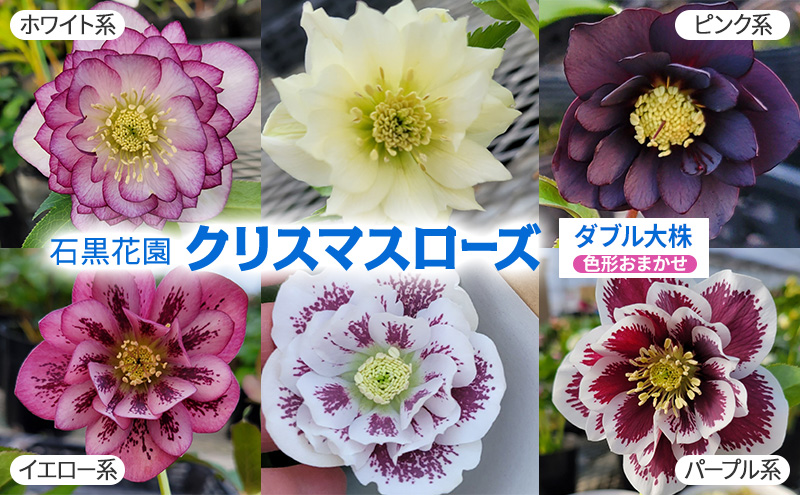 【数量限定】北海道芦別市 石黒花園 クリスマスローズ ダブル 大株 色・形おまかせ