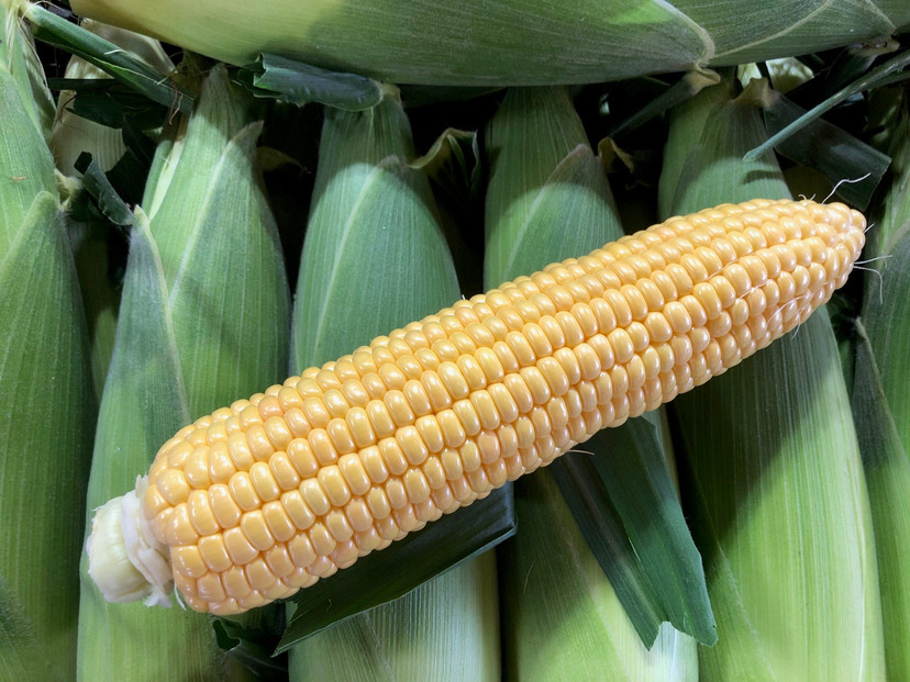 朝採れスイートコーン　10本（ホワイト/イエロー　各5本）