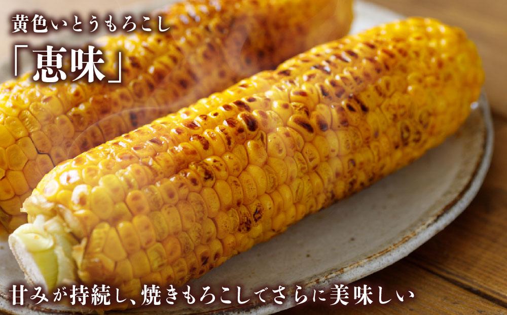 江別産　『春夏秋菜』とうもろこし白・黄色食べ比べセット/2025年8月上旬より順次発送