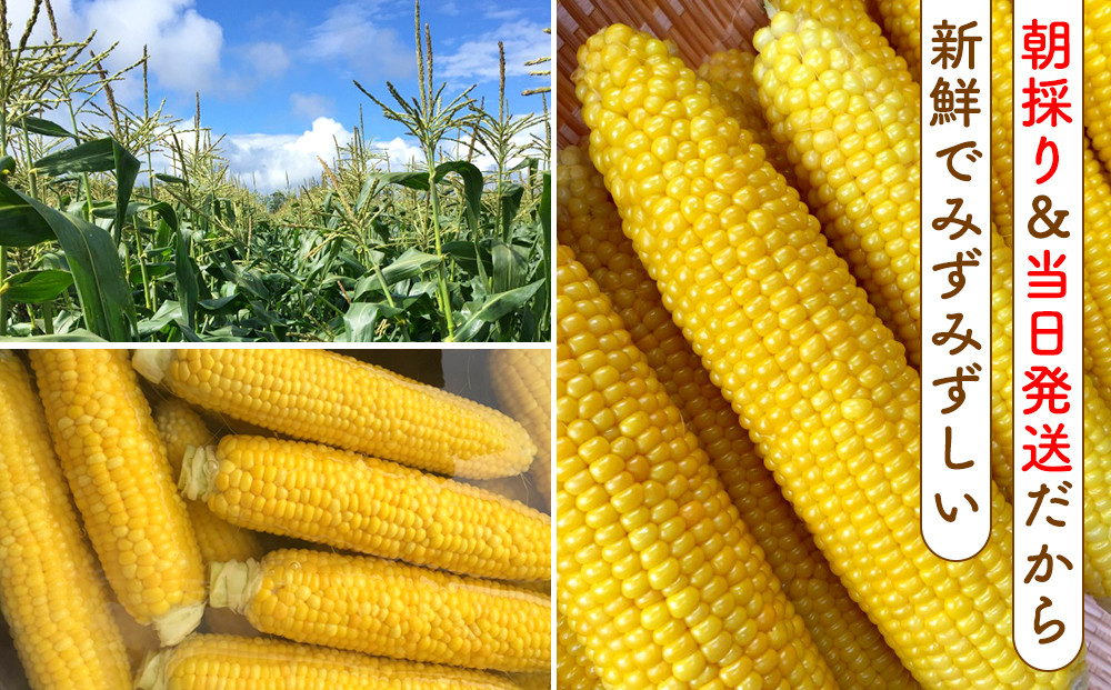 【2026年8月中旬発送開始】北海道産とうもろこし（恵味ゴールド20本）