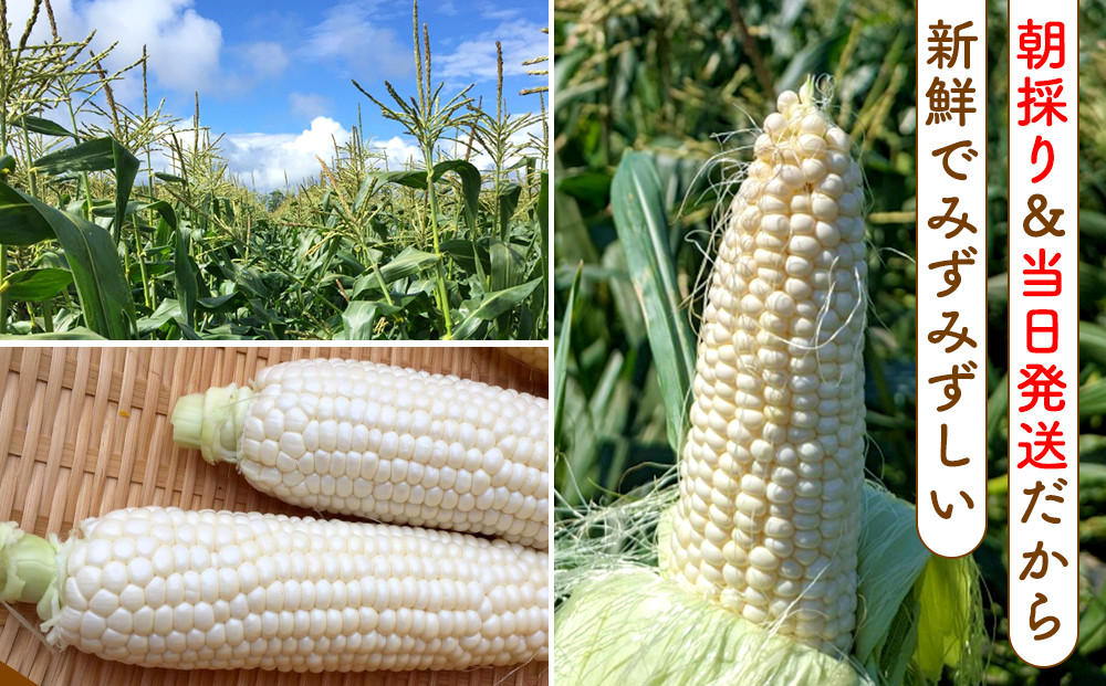 【2026年8月中旬発送開始】北海道産とうもろこし（ピュアホワイト20本）