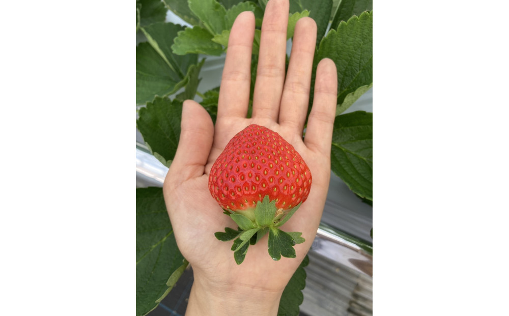 いちごみるくのもと3本セット