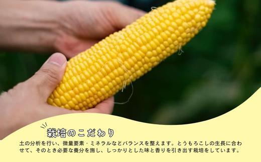 北海道江別産Ambitious Farm とうもろこし　恵味ゴールド　(12本）2025年8月より発送開始