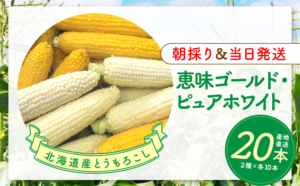 【2026年8月中旬発送開始】北海道産とうもろこし（恵味ゴールド10本・ピュアホワイト10本セット）
