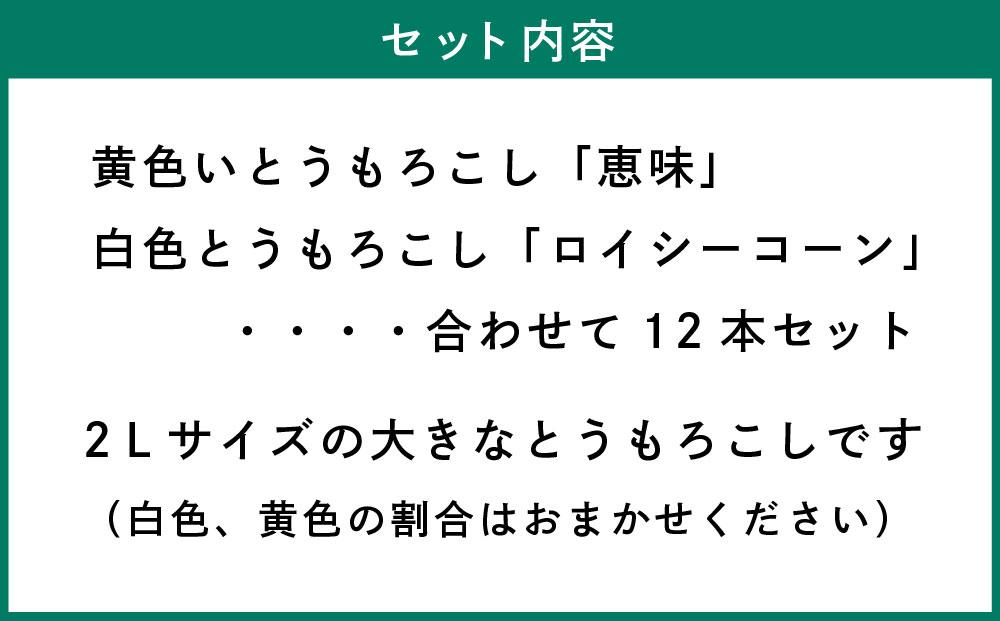 江別産　『春夏秋菜』とうもろこし白・黄色食べ比べセット/2025年8月上旬より順次発送