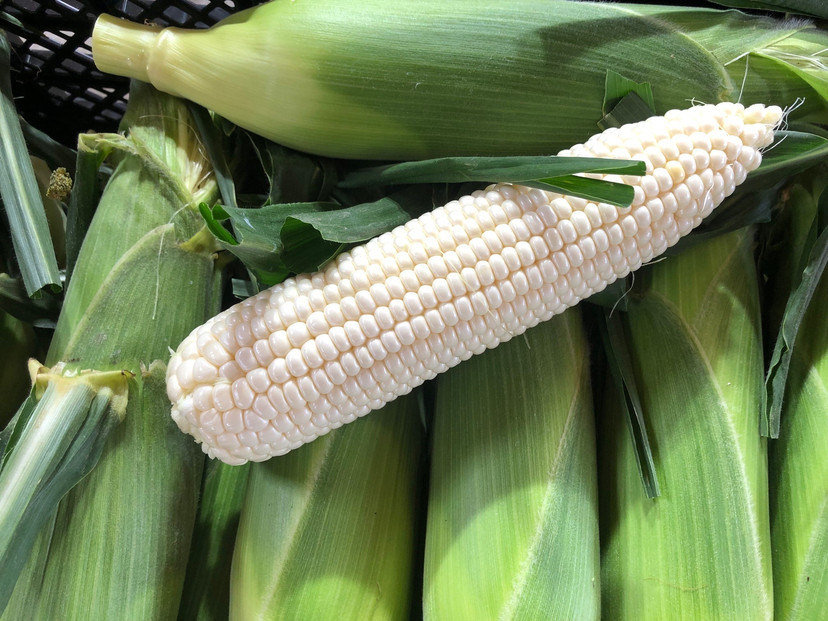 朝採れスイートコーン　10本（ホワイト/イエロー　各5本）