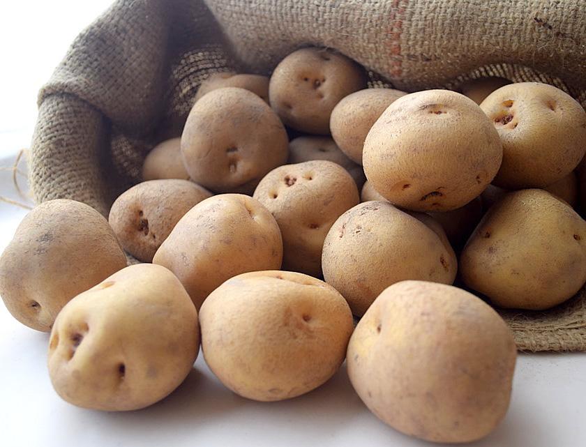 『春夏秋菜』訳あり小さめ・きたあかり Mサイズ 10kg/2025年1月より順次発送