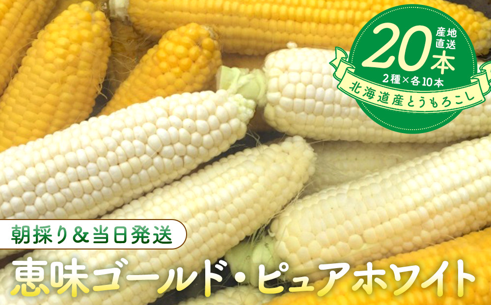 【2026年8月中旬発送開始】北海道産とうもろこし（恵味ゴールド10本・ピュアホワイト10本セット）
