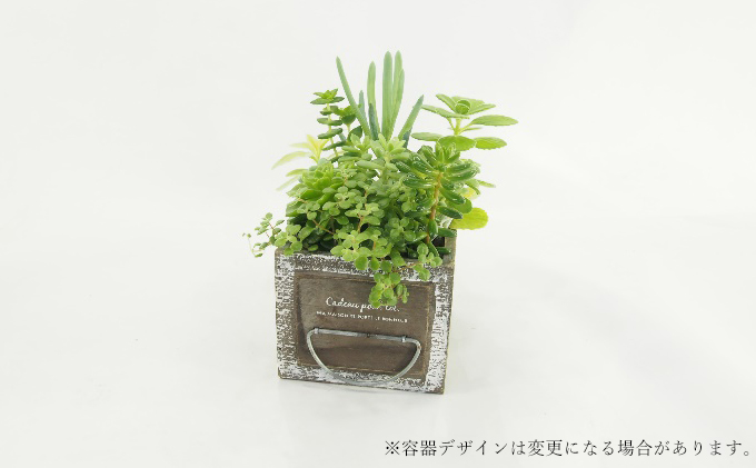 多肉植物寄せ植え 8種以上 観葉植物 植物 観葉 おすすめ おしゃれ インテリア 室内 記念日 誕生日 プレゼント 贈答 贈り物 初心者 オフィス ギフト 栽培 園芸