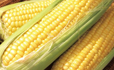 向井さんが作ったとうもろこし［Lサイズ10本］※8月下旬より順次出荷