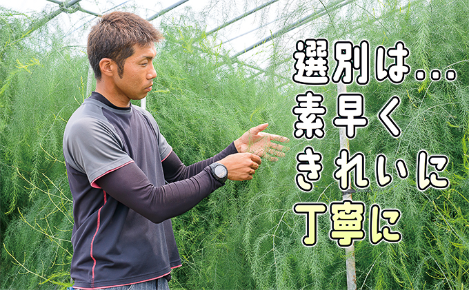 アスパラ 北海道 約1.5kg！朝採り 露地限定グリーンアスパラ（M・Sサイズ混合）［ほりぐち農園］※2026年5月中旬出荷開始先行予約  野菜 アスパラガス 旬 とれたて お取り寄せ 産地直送