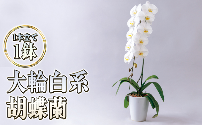 大輪白花系胡蝶蘭1本立て 胡蝶蘭 花 ギフト プレゼント お祝い 贈り物