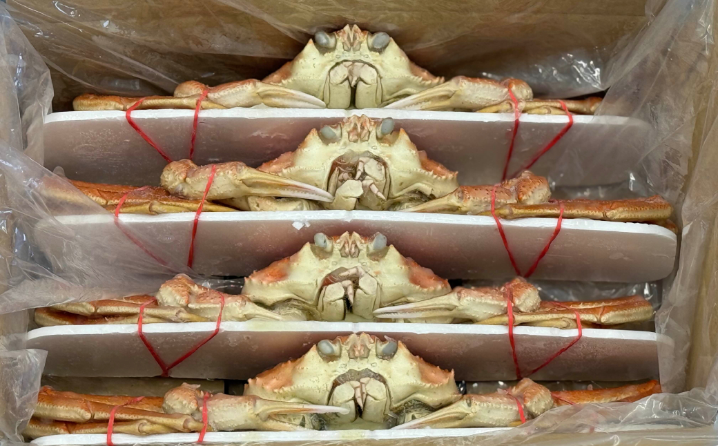 17-203 北海道産　ボイルオオズワイガニ姿　計1～1.5ｋｇ内外(3～4尾)