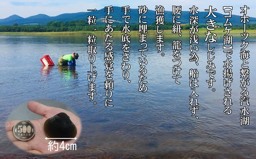 19-42 【年内配送12月15日入金まで】【紋別市コムケ湖産】 手獲り特大しじみ　600g