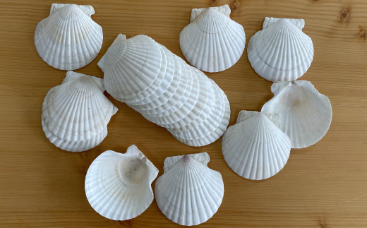 6-5 ホタテの貝皿(20枚)