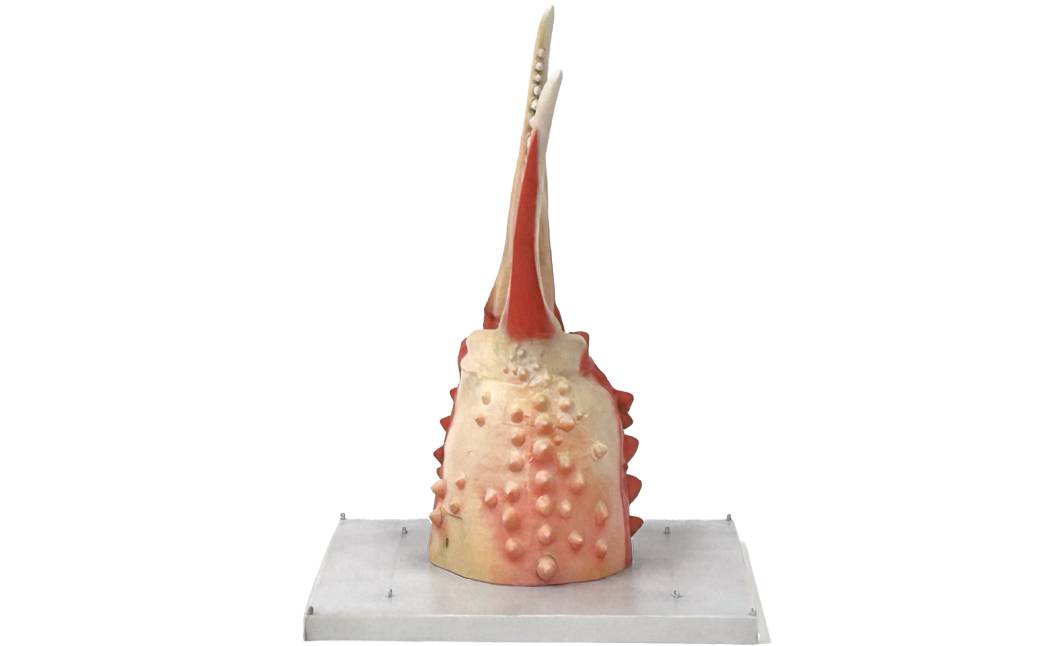 50-79 紋別 カニの爪オブジェ - オリジナル版, 小 -