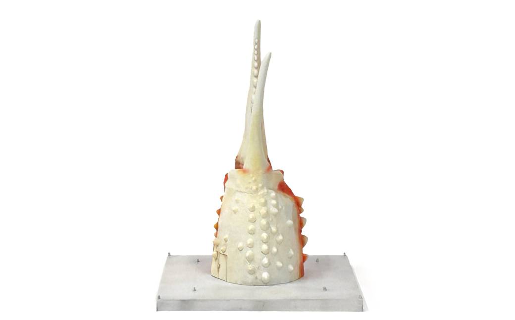 50-80 紋別 カニの爪オブジェ - 修復版, 小 -