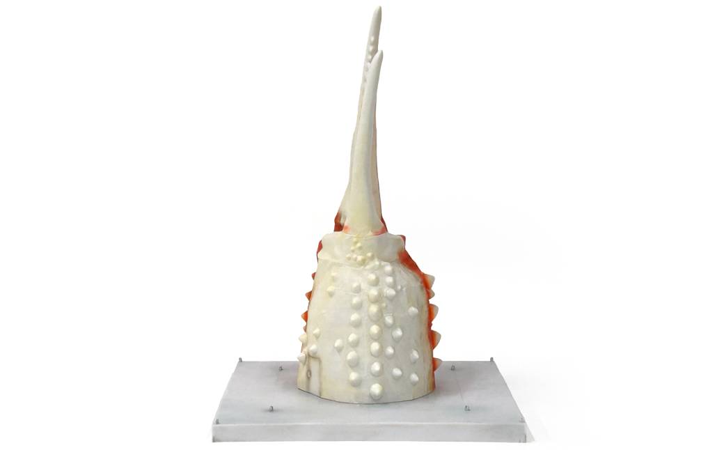 95-6 紋別 カニの爪オブジェ - 修復版, 大 -