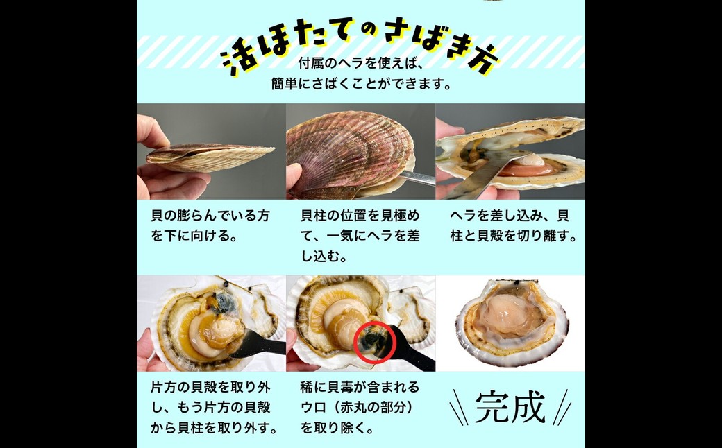 11-145 【年内配送12月15日入金まで】北海道紋別産 活ホタテ2kg(Lサイズ)