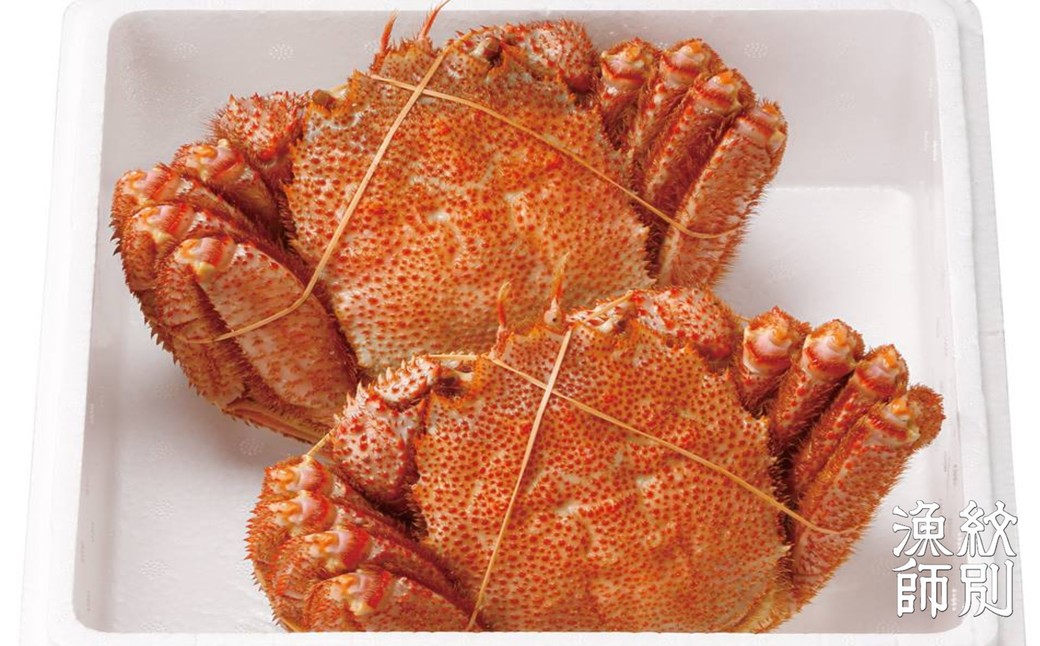 65-9 【北海道産】特大海明け毛がに姿 2尾計約1.3kg【期間限定5月18日まで受付予定】(冷蔵便) 2尾計約1.3kg【特大】