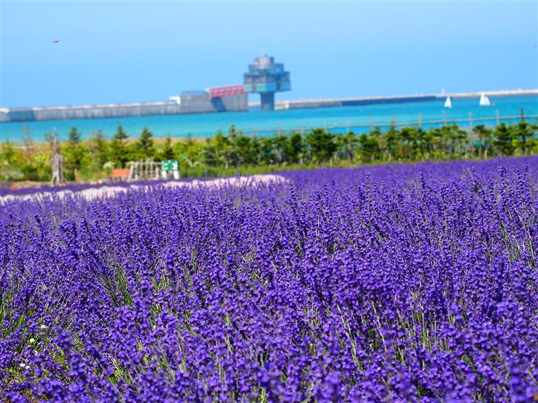 75-14 北海道紋別市　ANAトラベラーズダイナミックパッケージ割引クーポン22,500点分