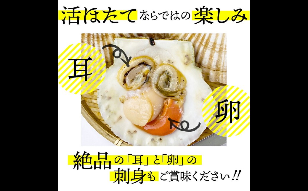 11-145 【年内配送12月15日入金まで】北海道紋別産 活ホタテ2kg(Lサイズ)