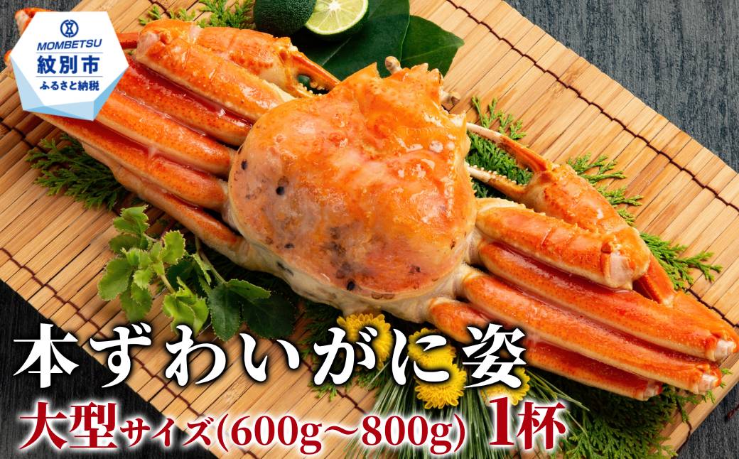 13-393 本ずわいがに姿 大型サイズ1杯 約600～800g 1杯