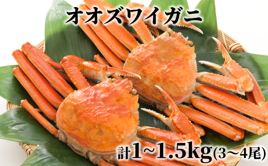17-203 北海道産　ボイルオオズワイガニ姿　計1～1.5ｋｇ内外(3～4尾)