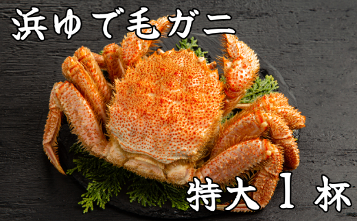 26-37 【年内配送12月15日入金まで】流氷明け浜ゆで毛ガニ　特大1杯