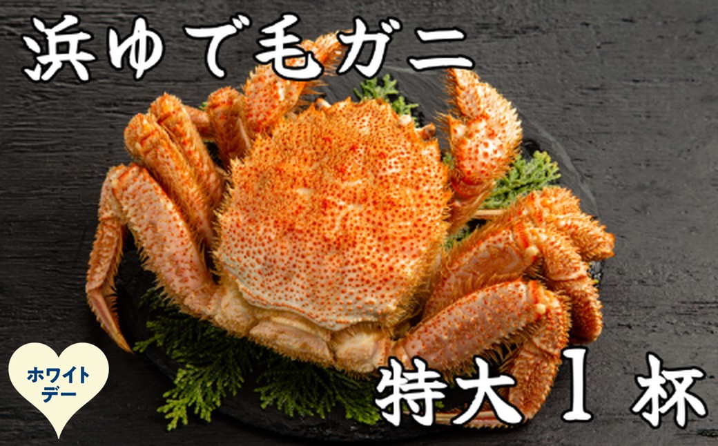 26-54 【ホワイトデー】流氷明け浜ゆで毛ガニ　特大1杯