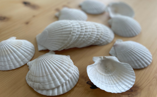 6-5 ホタテの貝皿(20枚)