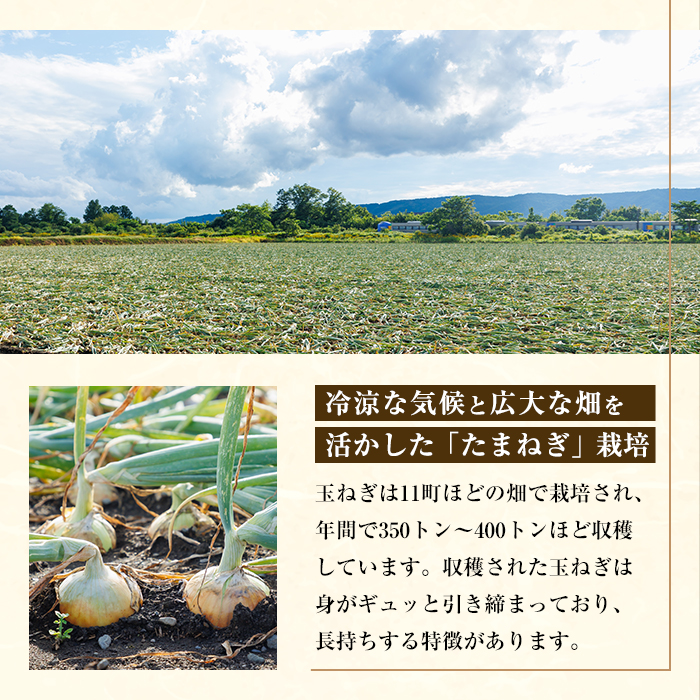 ＜北海道士別市たよろ産＞甘みと旨味が詰まった 玉ねぎ ( 5kg ) たまねぎ 玉葱 野菜 北海道産 士別市産 料理 【悠farm後藤】【A7131】