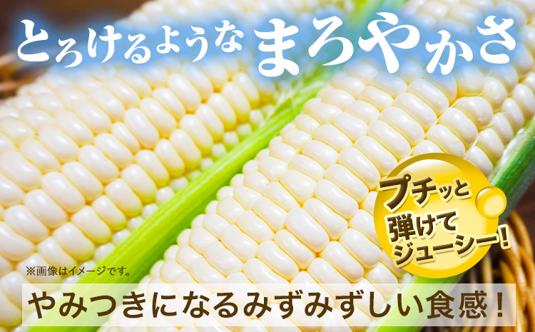 令和7年産 北海道名寄産 とうもろこし ホワイトコーン 「 なよろホワイト 」 5kg 以上 11～13本 特大 サイズ北海道 朝採り 真空予冷 冷蔵 高糖度 ピュアホワイト トウモロコシ ギフト お中元 コーン【先行予約 受付中】 《2026年8月上旬-9月中旬頃出荷》野菜  とうもろこし ホワイトコーン 「 なよろホワイト 」 5kg 以上 11～13本 ---nayoro_loc_25_5k---