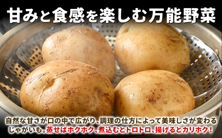 北海道名寄産 じゃがいも 10kg 秀品 Lサイズ《2026年10月上旬～12月上旬出荷予定》北海道 名寄市 野菜 馬鈴薯 旬 カレー グラタン コロッケ じゃがバター---nayoro_jdn_3_l10kg---