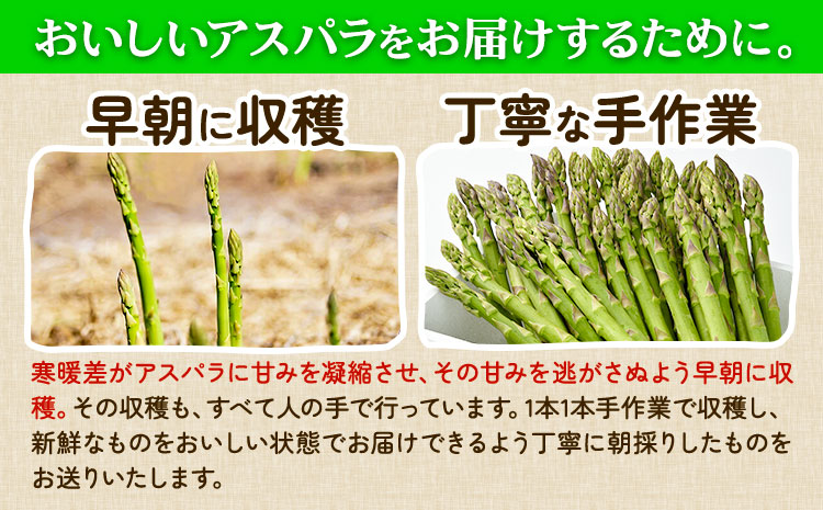 【2026年出荷】アスパラ グリーンアスパラ アスパラガス 約 1kg 2Lサイズ (約30本) なよろ観光まちづくり協会《2026年5月中旬-6月中旬頃出荷予定》北海道 名寄市 送料無料 春 野菜 取り寄せ 朝採り 新鮮 産地直送---nayoro_nkm_51_1k---