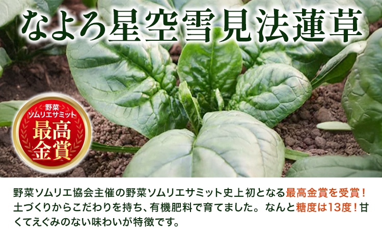北海道名寄産 星空雪見法蓮草《2026年1月中旬頃出荷予定》名寄産 星空雪見 法蓮草 星空 雪見 法蓮草 ほうれん草 北海道 名寄市 野菜 ホウレンソウ 野菜ソムリエ やさい