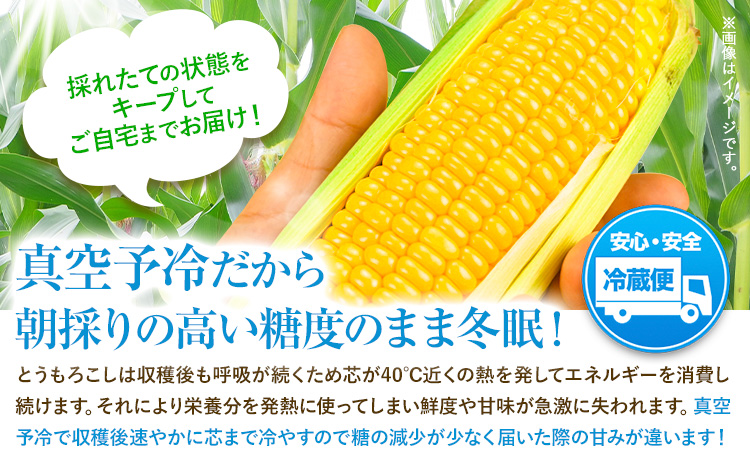 特大】 とうもろこし 極甘 スイートコーン 「 ゴールドラッシュ 」 5kg 以上 11～13本 特大 サイズ 来年分先行予約 受付中  【2025年8月上旬-9月中旬頃出荷】 特大 北海道 北海道 朝採れ 真空予冷 冷蔵 高糖度 夏野菜 朝採れ 真空予冷 冷蔵 高糖度 夏野菜 セット  今が旬 ...