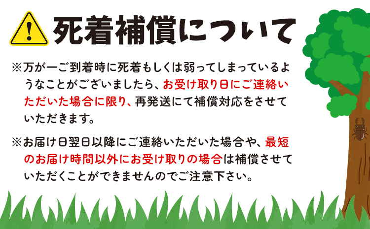 エゾミヤマクワガタ クワガタ オス メス ペア《2024年7月上旬-8月下旬頃出荷》北海道 名寄市 昆虫 虫 大型【配送不可地域あり】---nayoro_nkm_12_1s---